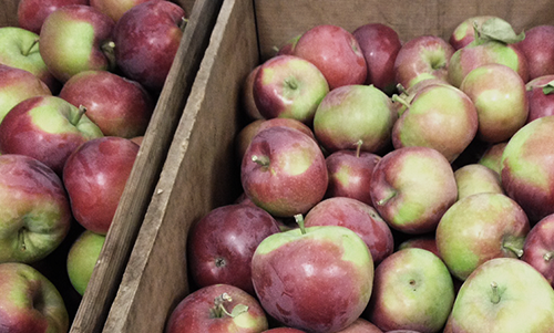 apples